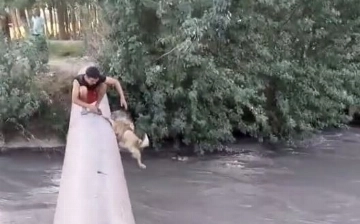 В Узбекистане тиктокеры ради хайпа сбросили собаку в канал с сильным течением (видео)