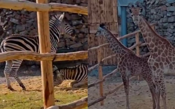 В ташкентский зоопарк из ЮАР привезли зебр, жирафов, тигрицу и львицу