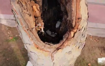 В центре Ташкента планируют срубить более 70 поврежденных деревьев