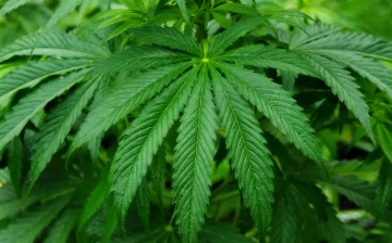 Названо количество узбекистанцев, осужденных за выращивание запрещенных растений