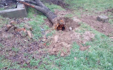 Ташкентские дровосеки незаконно срубили 35 деревьев