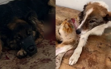 В Ташкенте экс-сотрудница клиники при кинологической службе обвинила учреждение в халатности, приведшей к гибели служебной собаки