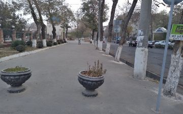 В Ташкенте городские службы забетонировали деревья на Чиланзаре&nbsp;