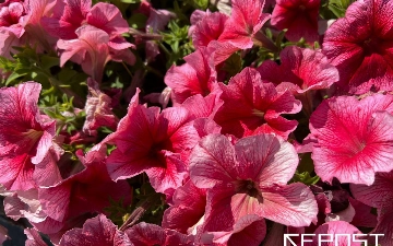 На посадку цветов в Ташкенте выделили более 10 млрд сумов