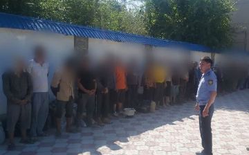 Из Казахстана депортировали более 30 узбекистанцев за незаконную добычу растения