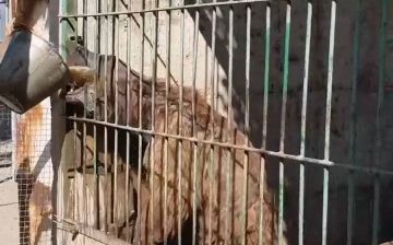 Зоозащитники Узбекистана просят остановить открытие новых частных зоопарков