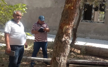 В Бухаре завели уголовное дело против должностных лиц, незаконно пересадивших почти 40 деревьев