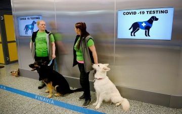В аэропорту Хельсинки собак начали использовать для обнаружения коронавируса у пассажиров 