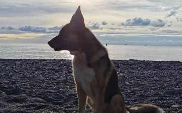 В Ялте поставят памятник псу, который ждал хозяина 12 лет