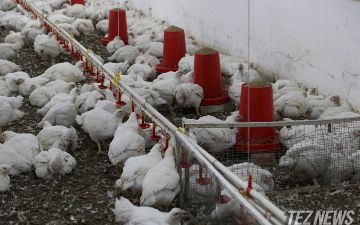 В Узбекистане птицефабрикам выделят кредиты на&nbsp;сотни миллиардов сумов для&nbsp;закупки корма