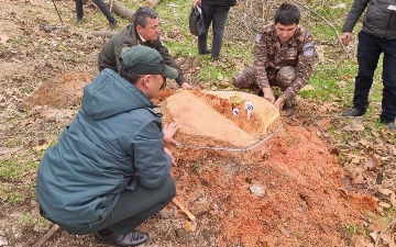 В Ташкенте незаконно срубили деревья на 3,5 млрд сумов