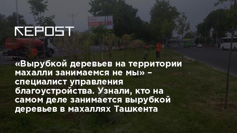 «Вырубкой деревьев на территории махалли занимаемся не мы» – специалист ...